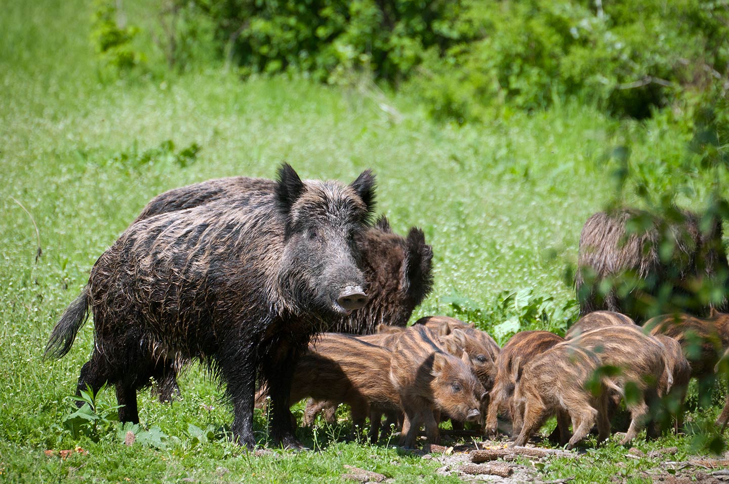 caccia-al-cinghiale