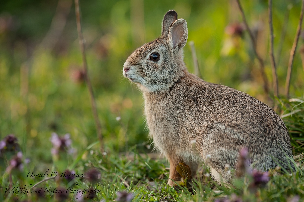 minilepre